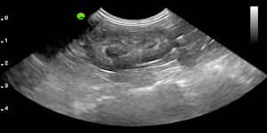 Canine kidney