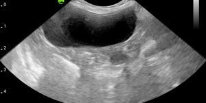 Canine urine bladder