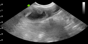 Canine uterus
