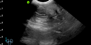 Feline kidney