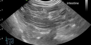 Feline small intestine